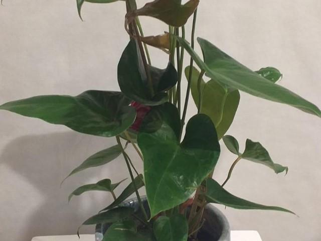 PLANTA ANTHURIUM ROJA