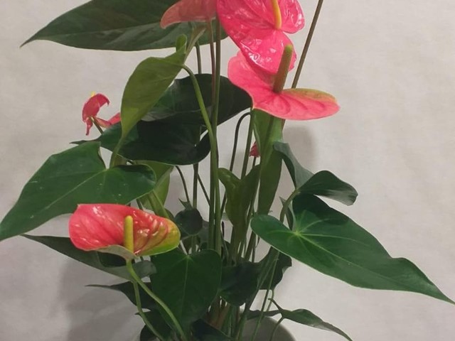 PLANTA ANTHURIUM ROSA