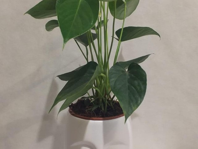 PLANTA ANTHURIUM VERDE