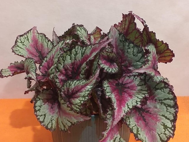 PLANTA BEGONIA