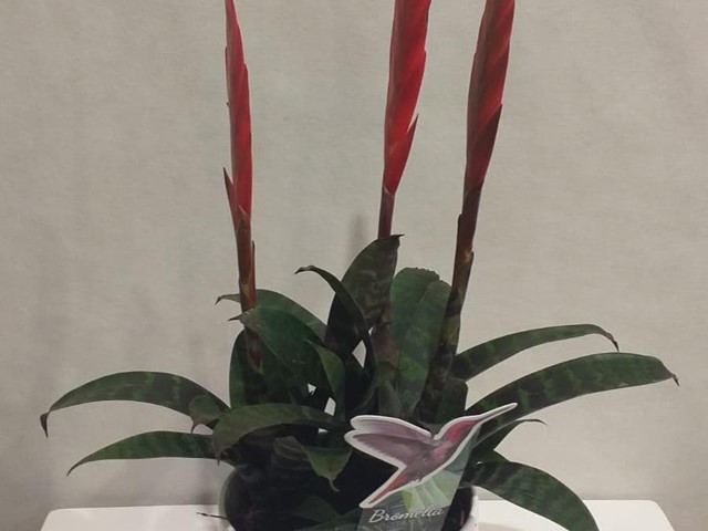 PLANTA BROMELIA